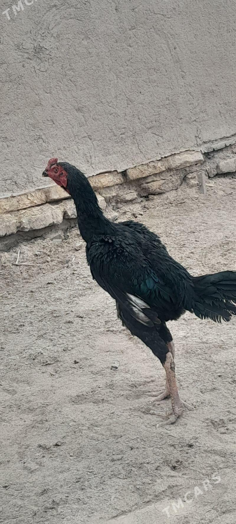 bayes horaz - Akdepe - img 5