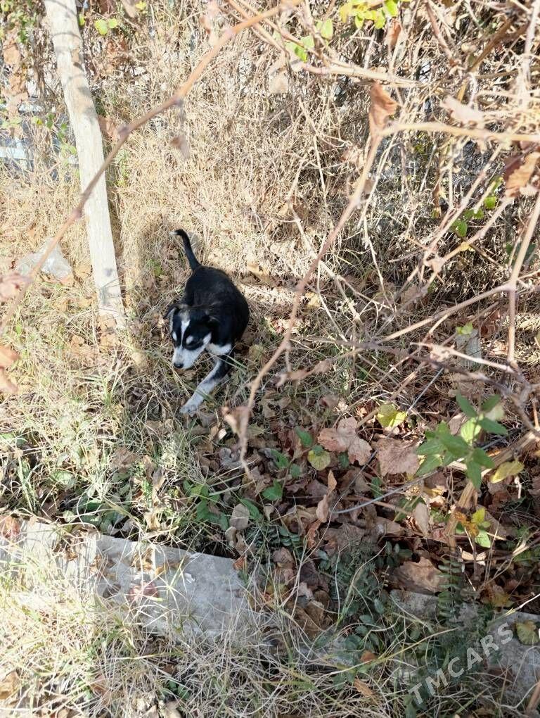 Щенок - Мары - img 4