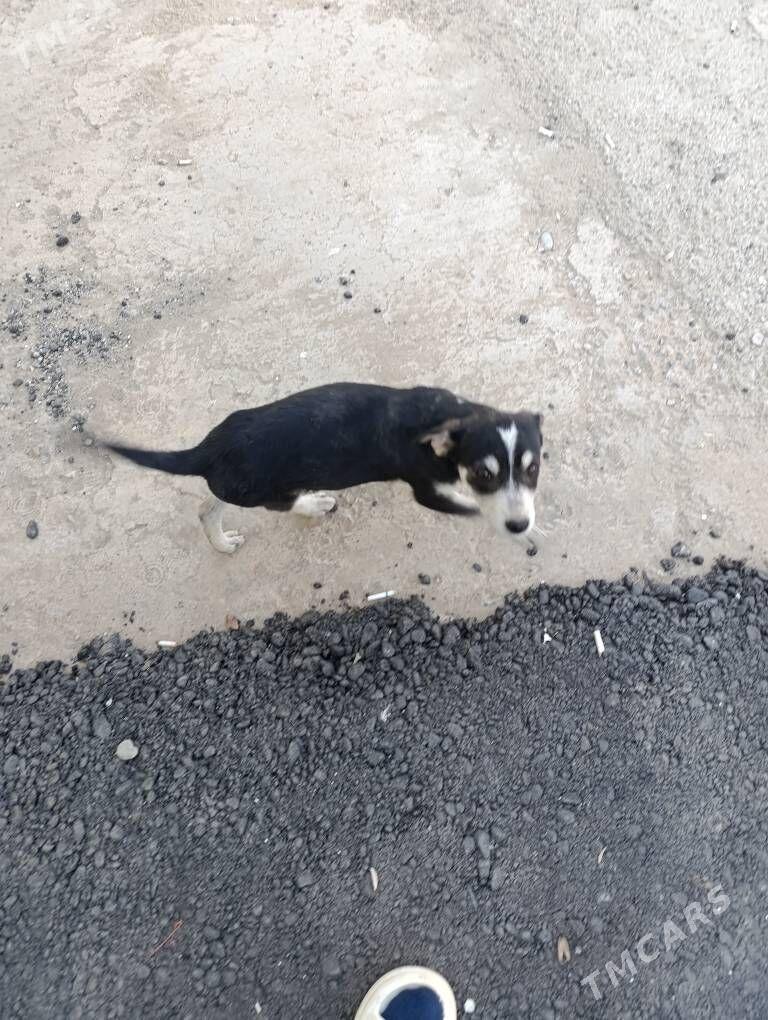 Щенок - Мары - img 5