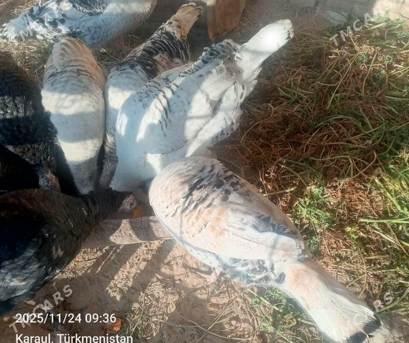 Индюк - Çärjew - img 1