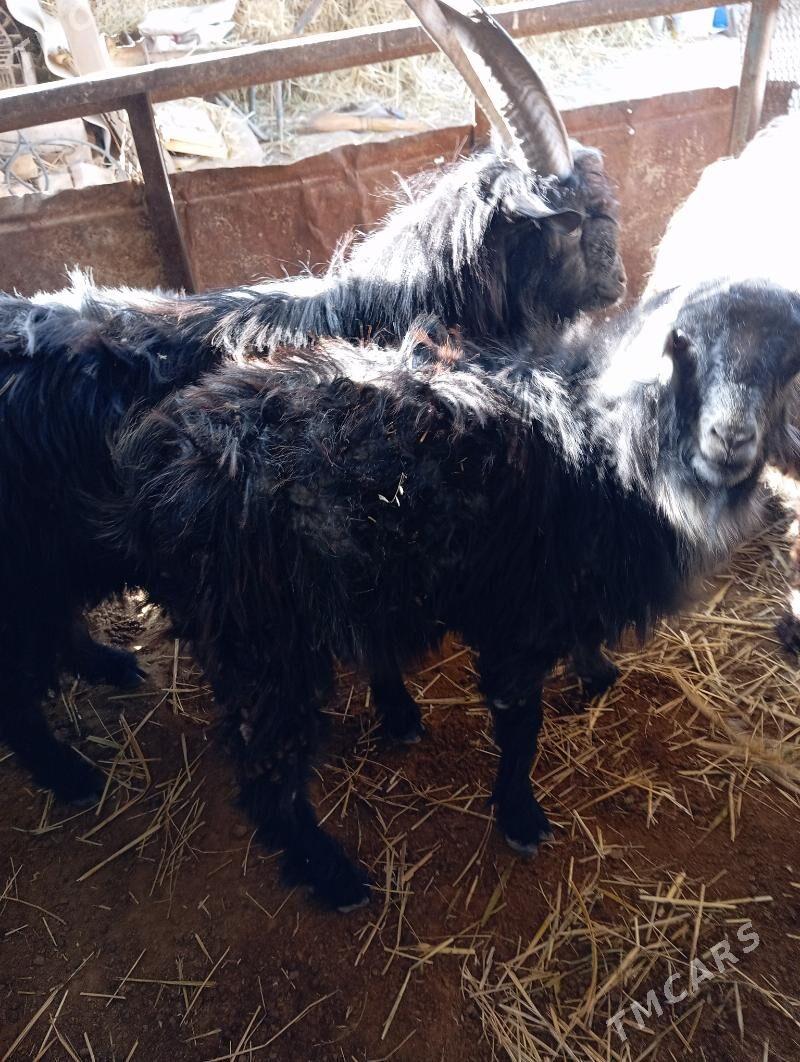 Goç  teke - Ак-Бугдайский этрап - img 4