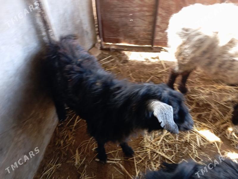 Goç  teke - Ак-Бугдайский этрап - img 2