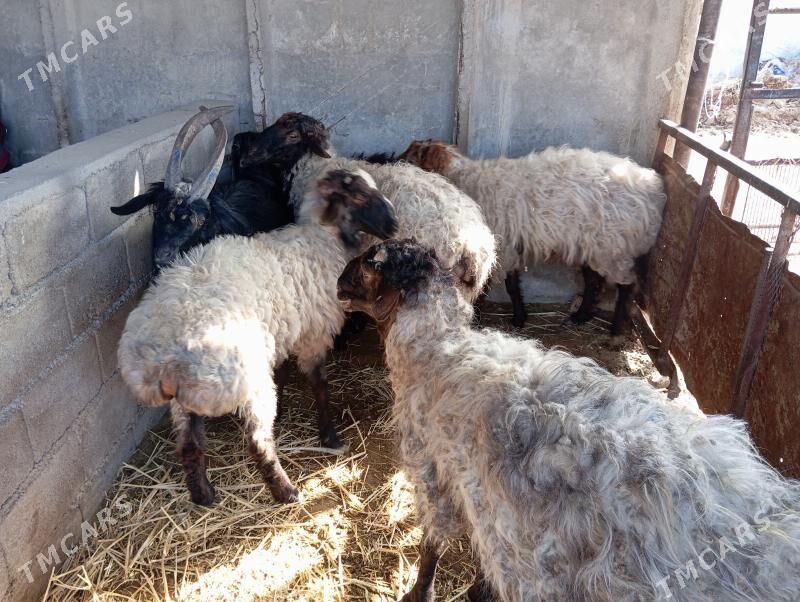 Goç  teke - Ак-Бугдайский этрап - img 6