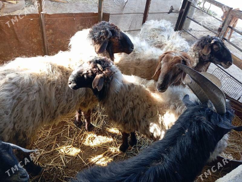 Goç  teke - Ак-Бугдайский этрап - img 3