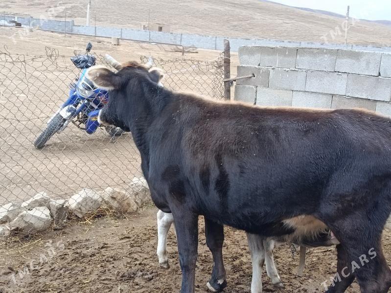 goleli sygyr - Bäherden - img 2