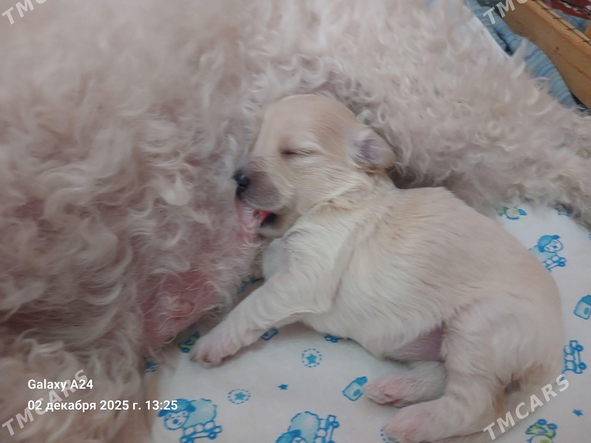щенок мальтипу - Ашхабад - img 3