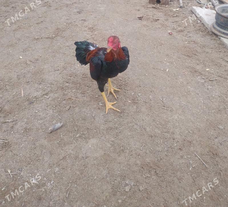 baysok - Sakarçäge - img 2