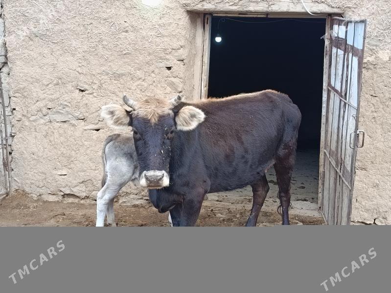 goleli sygyr - Bäherden - img 3