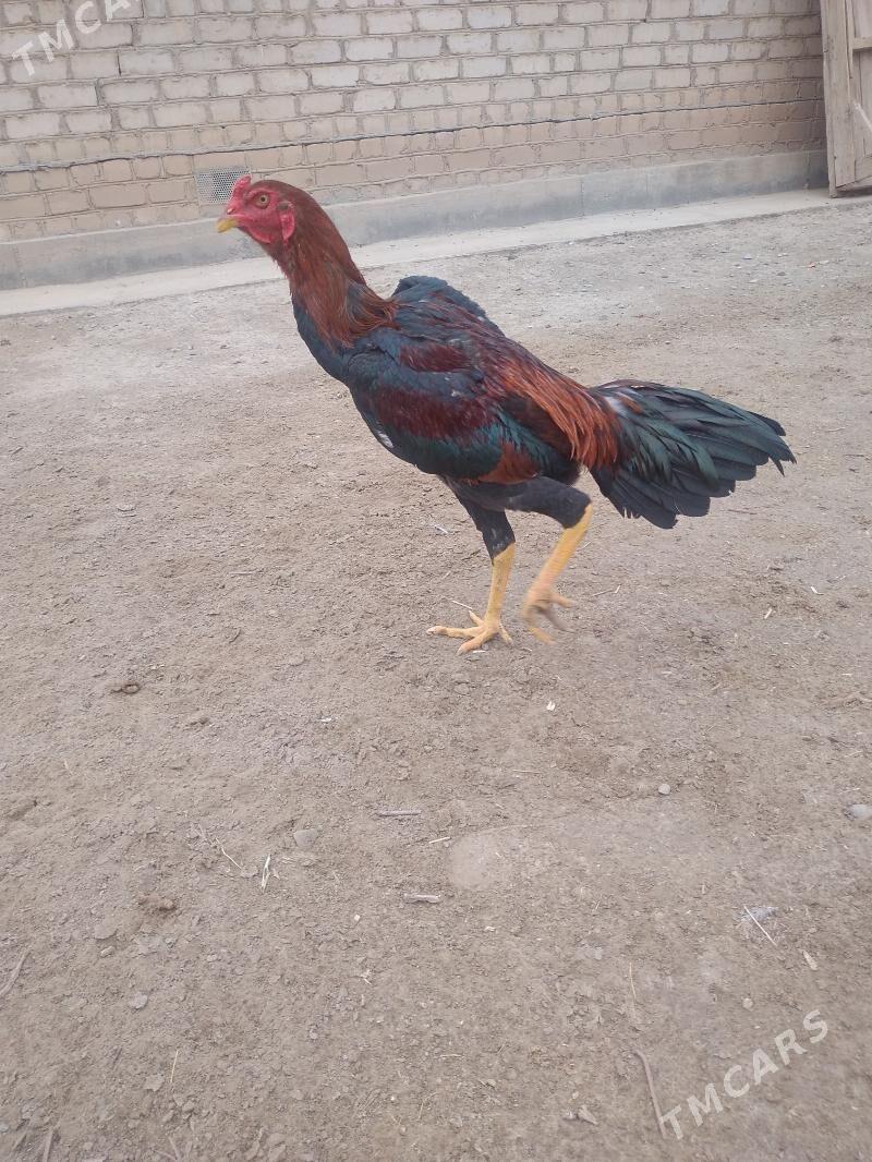 baysok - Sakarçäge - img 1