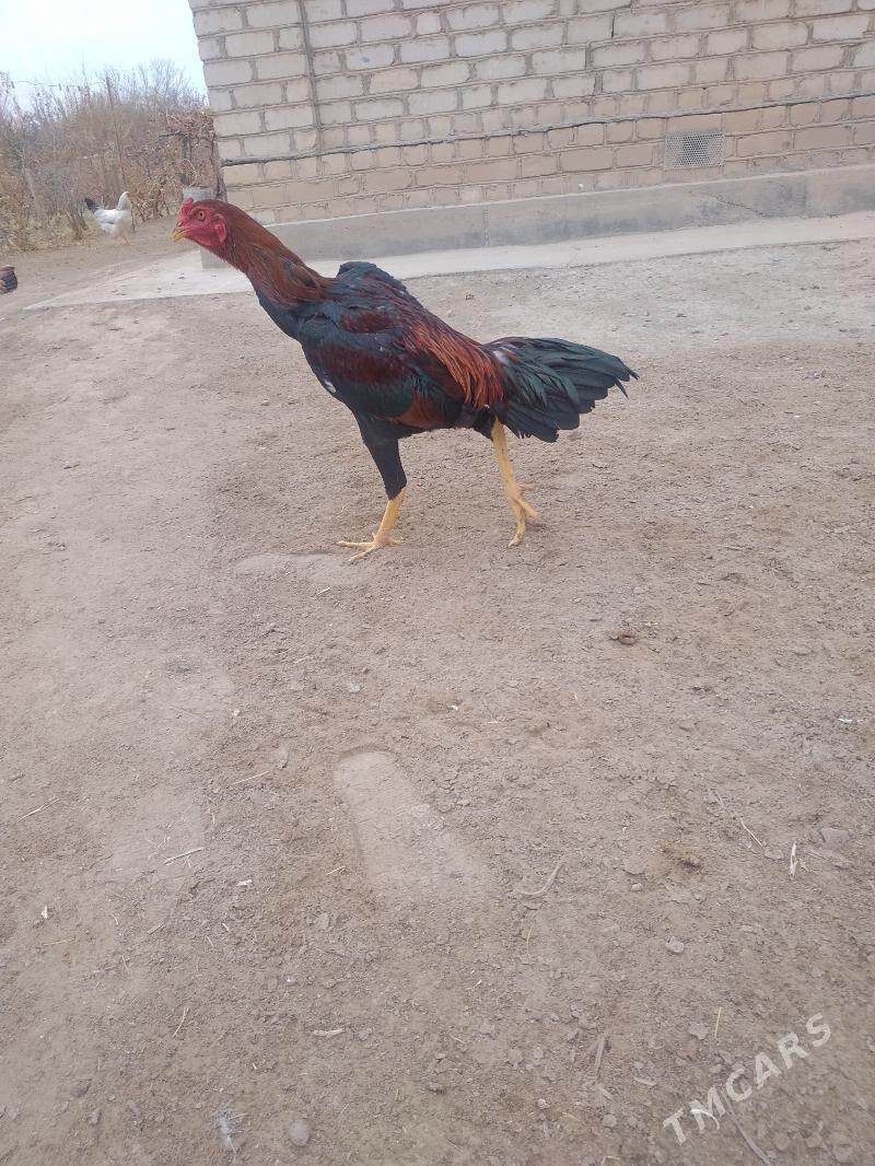 baysok - Sakarçäge - img 3