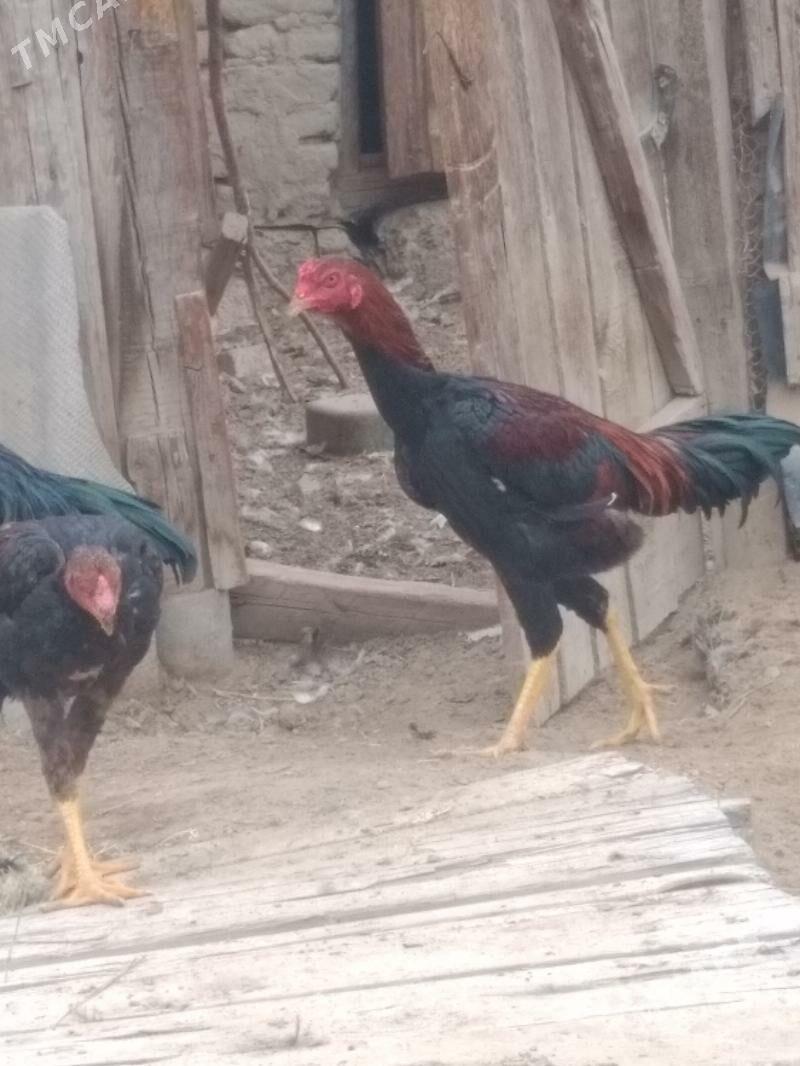 baysok - Sakarçäge - img 4