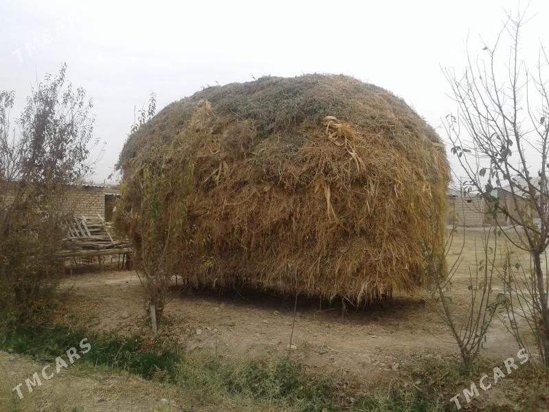 Ýorunja,bede,ot - Türkmengala - img 2