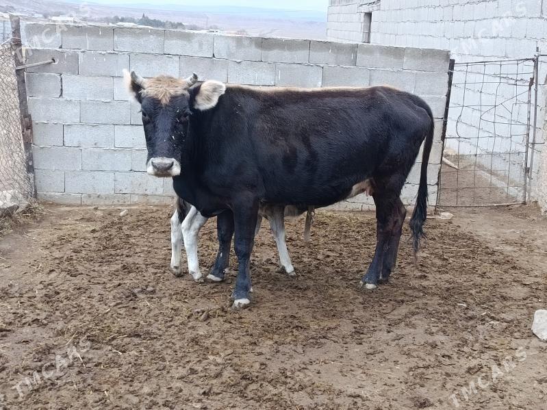 goleli sygyr - Bäherden - img 5