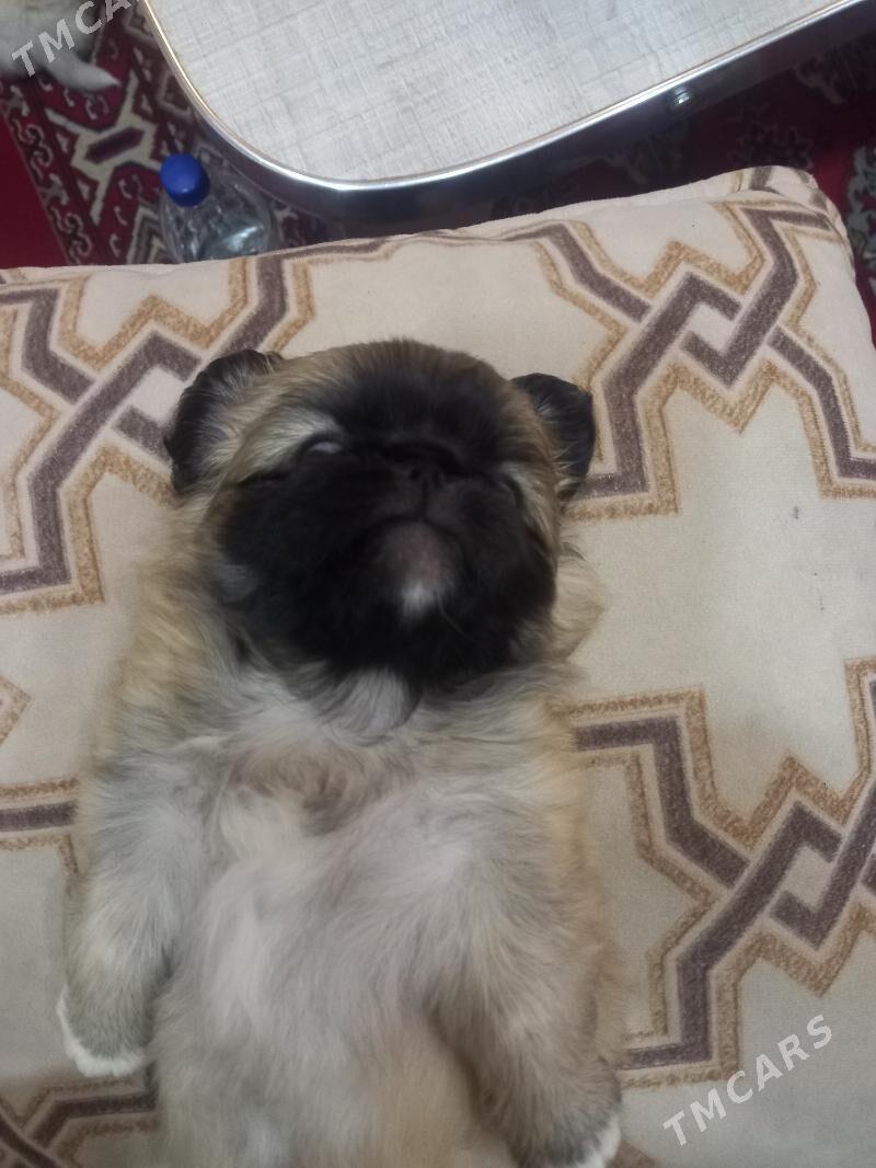 ПЕКИНЕС МАЛЬЧИК - Мары - img 3