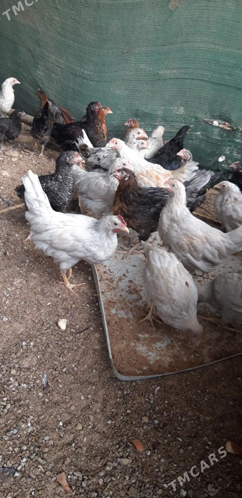 ataksa we daminat - Кипджак - img 4