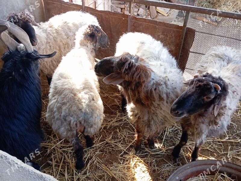 Goç  teke - Ак-Бугдайский этрап - img 1