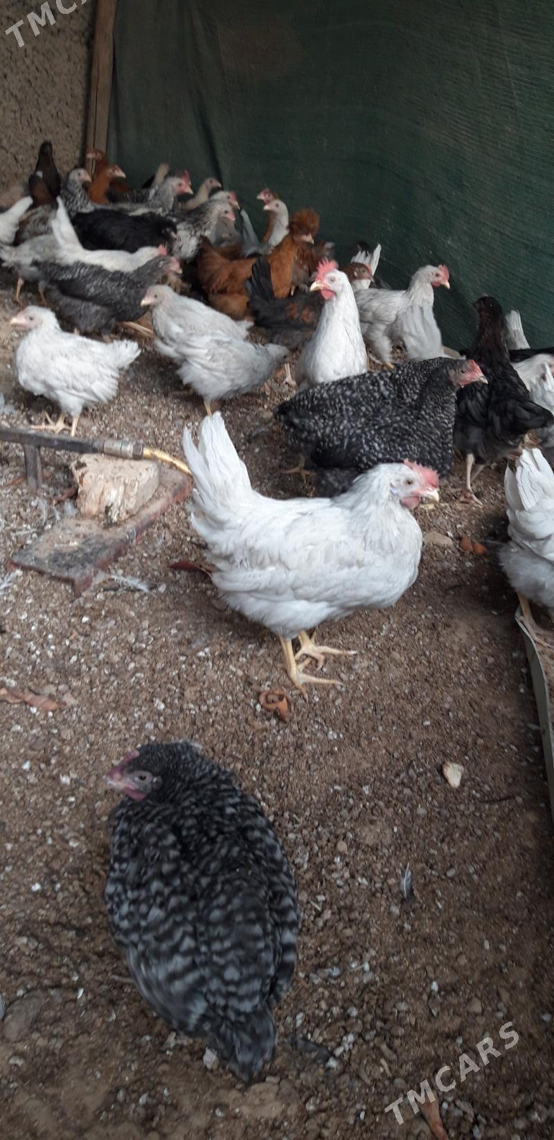 ataksa we daminat - Кипджак - img 2