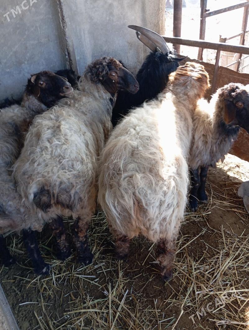 Goç  teke - Ак-Бугдайский этрап - img 7