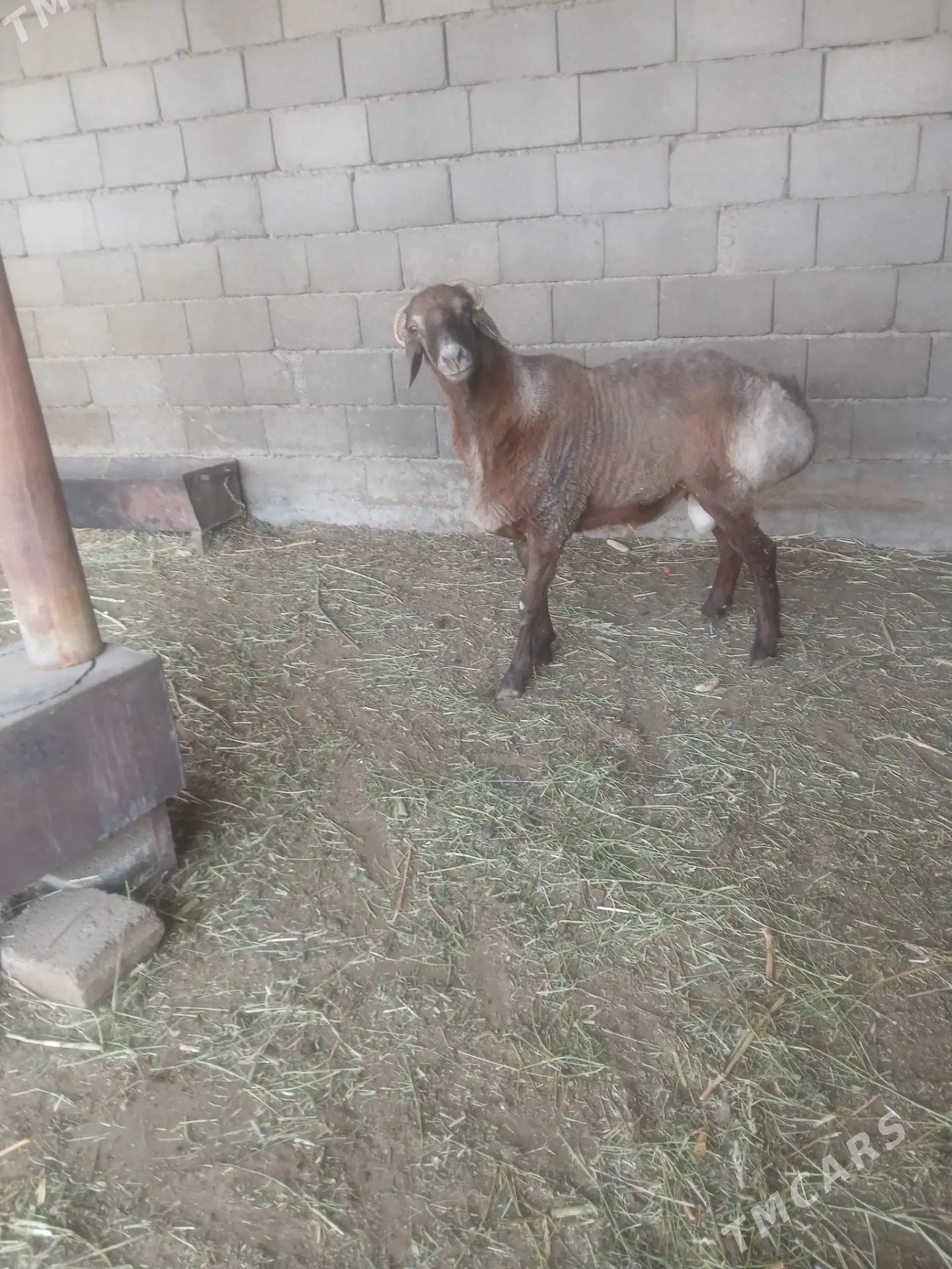 goc - Бузмеин - img 2