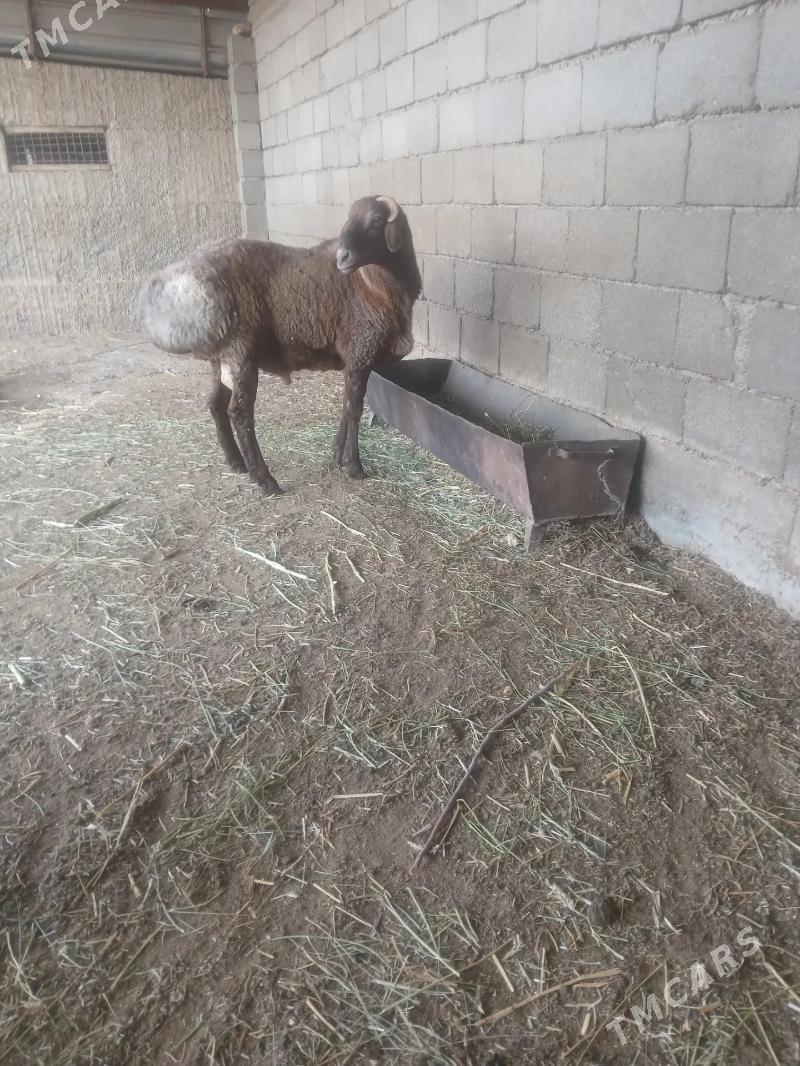 goc - Бузмеин - img 3