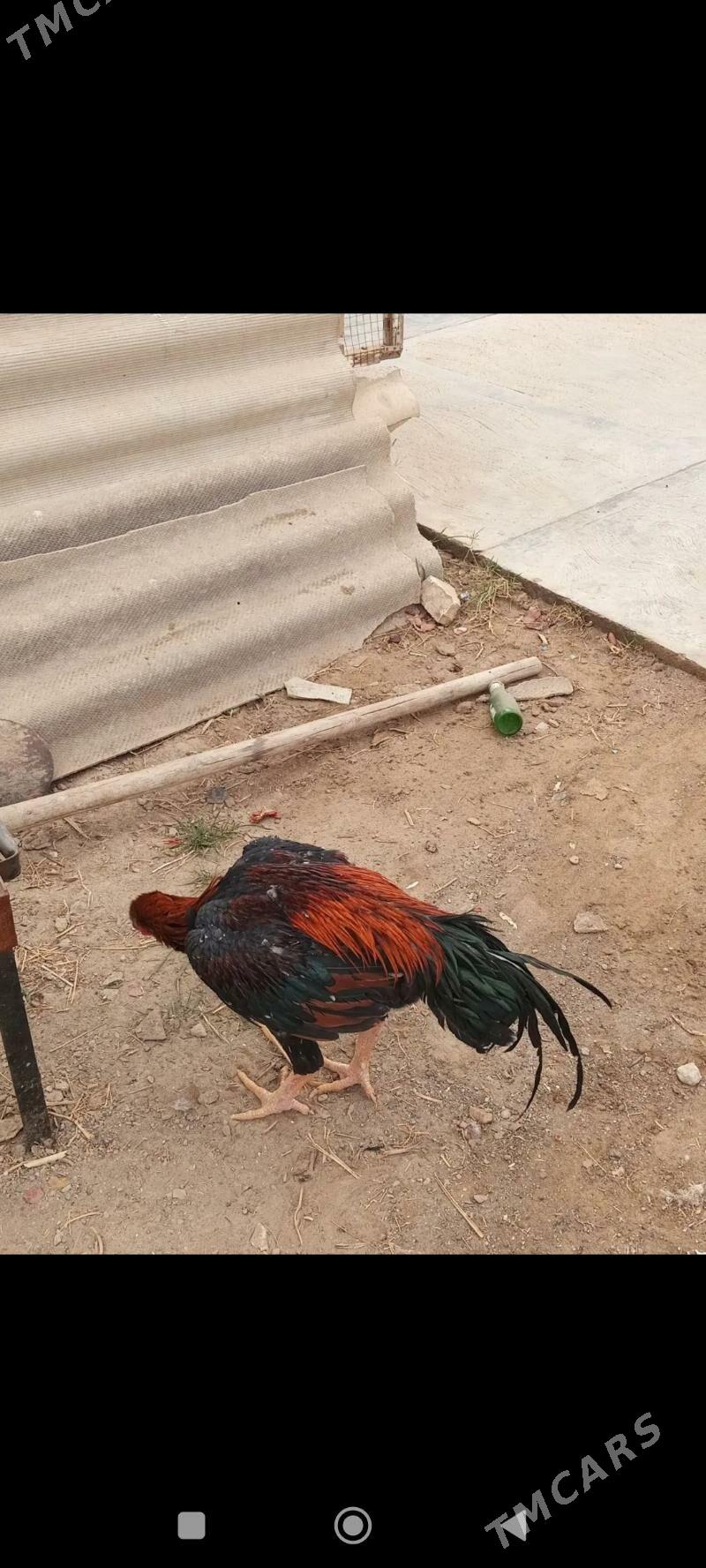 baysow horaz - Mary - img 2