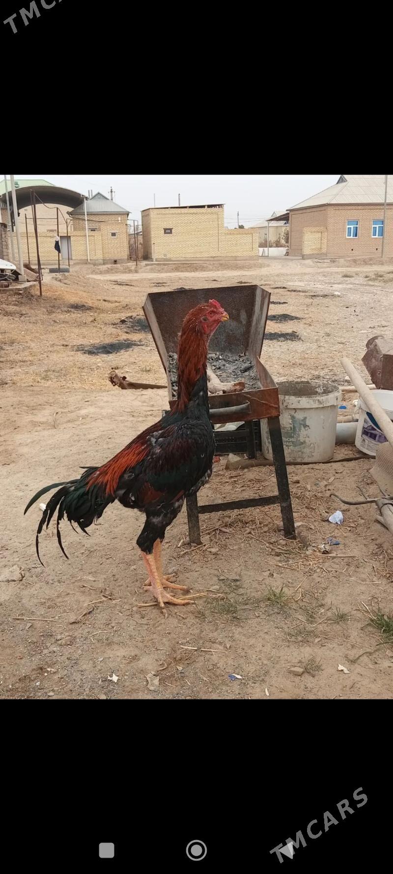 baysow horaz - Mary - img 3