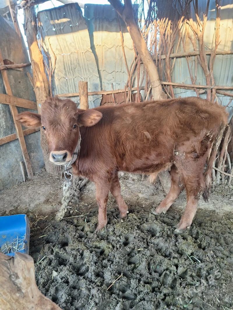 öküz - Babadaýhan - img 3