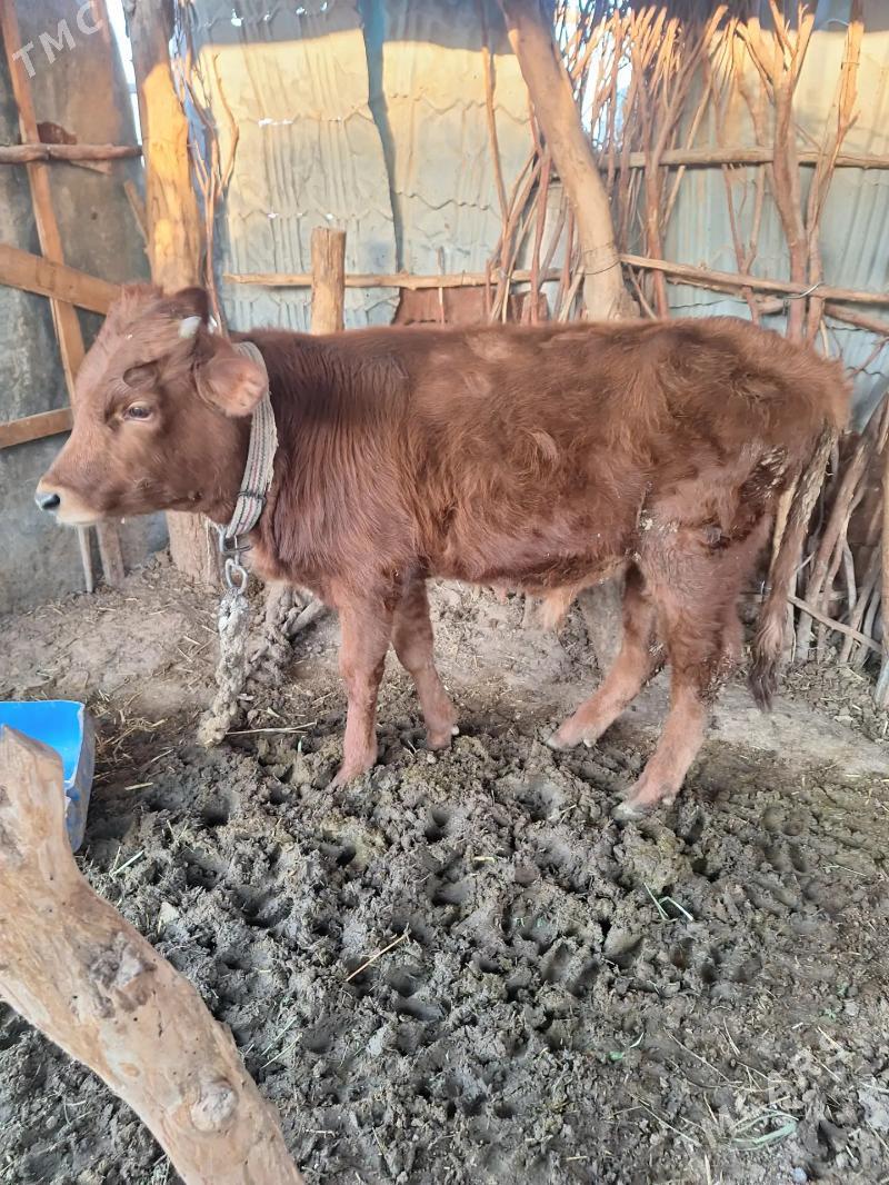 öküz - Babadaýhan - img 4