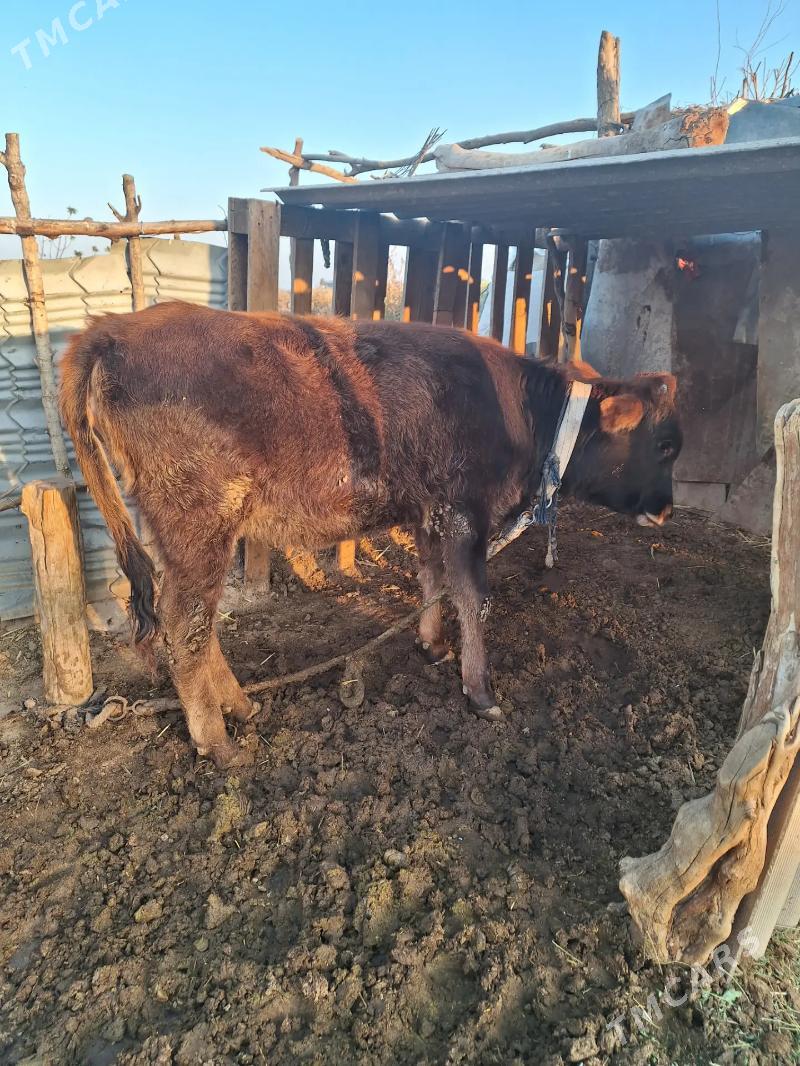 öküz - Babadaýhan - img 5