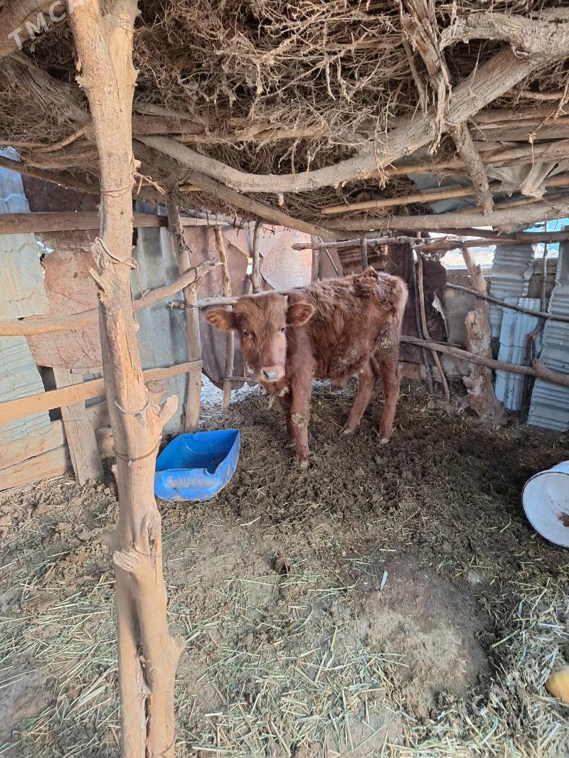 öküz - Babadaýhan - img 2