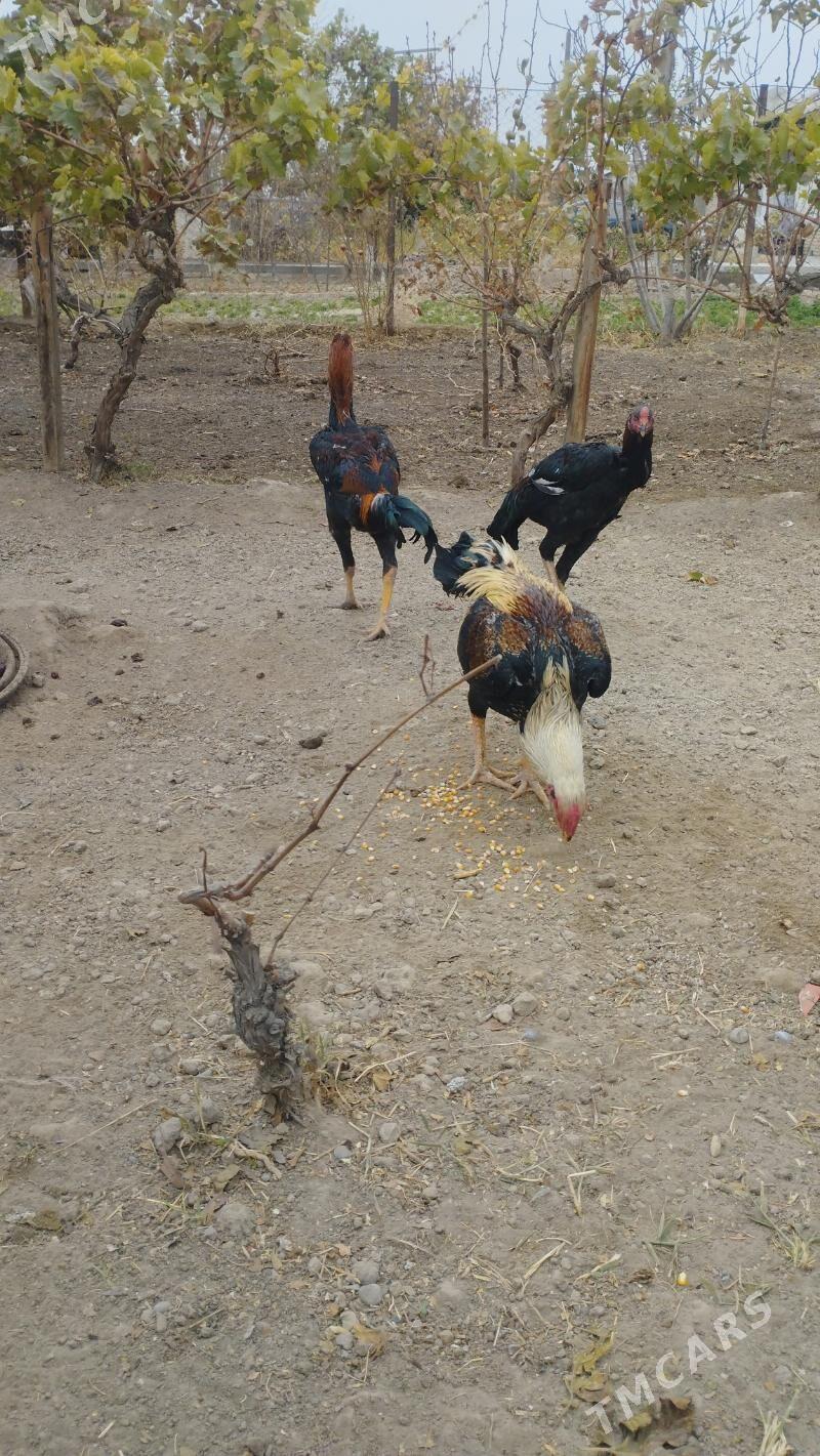 Taskent horoz - Mary - img 2