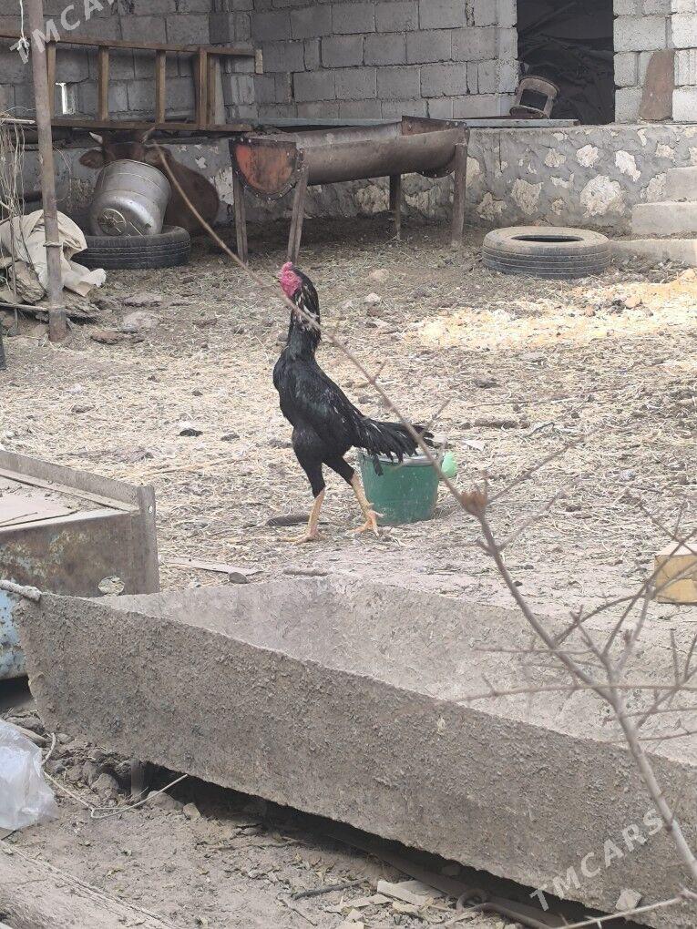 horaz - Керки - img 2