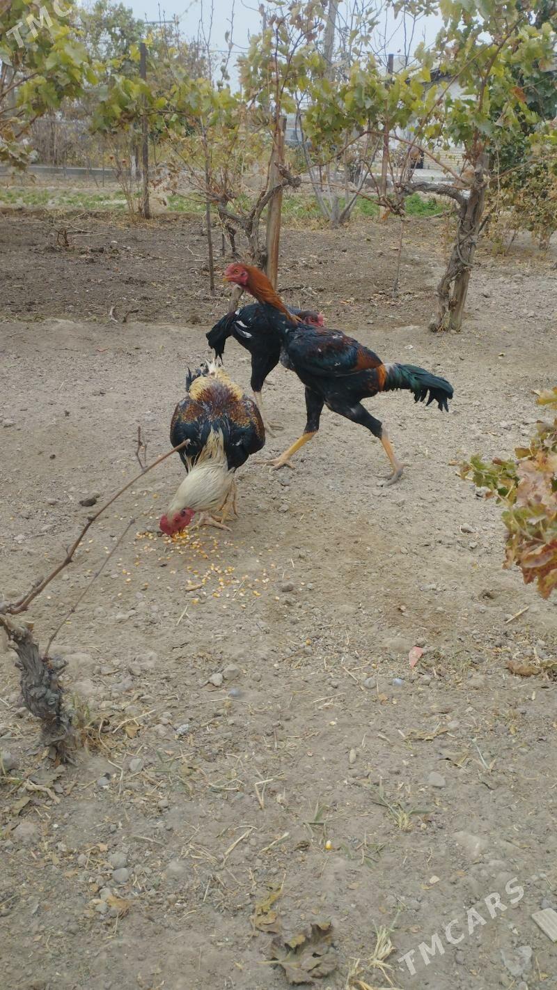 Taskent horoz - Mary - img 3