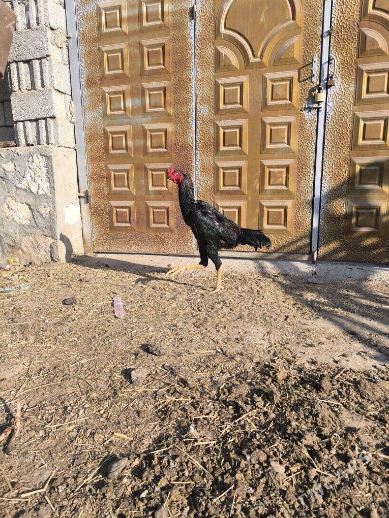 horaz - Керки - img 6