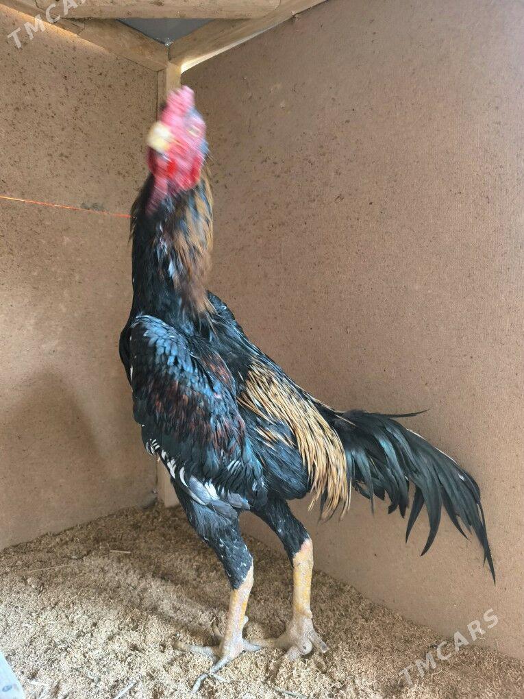 horaz - Керки - img 4