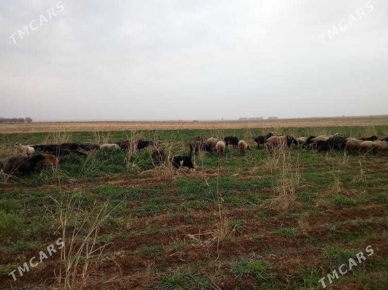 Goyun - Ходжамбаз - img 2