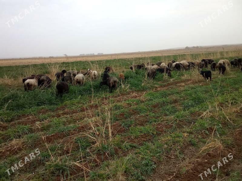 Goyun - Ходжамбаз - img 3