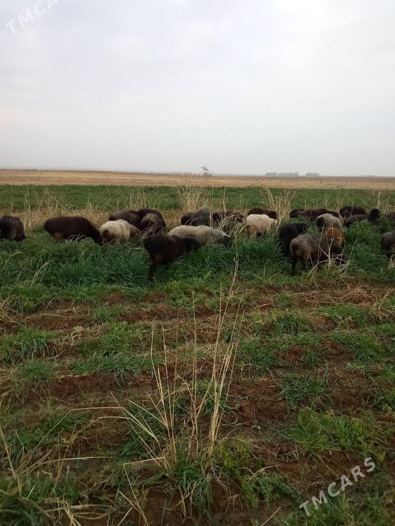 Goyun - Ходжамбаз - img 4