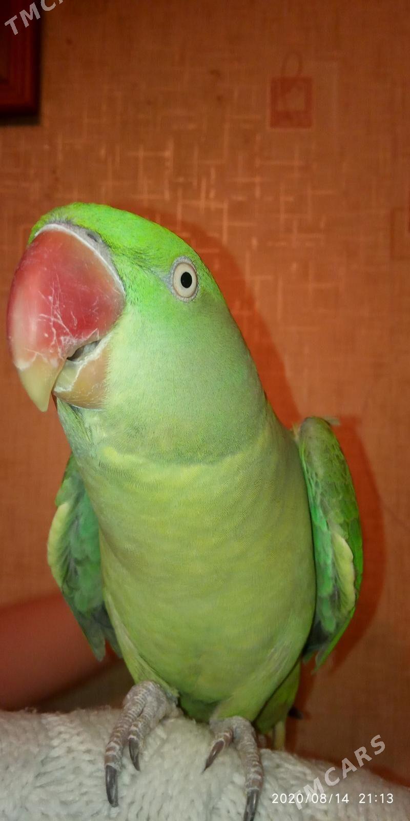 попугаи - Ашхабад - img 3