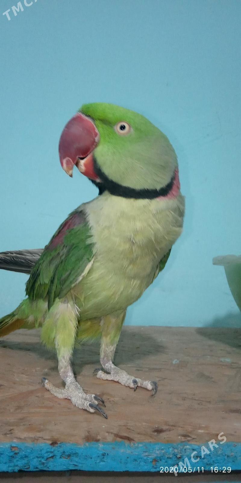 попугаи - Ашхабад - img 4