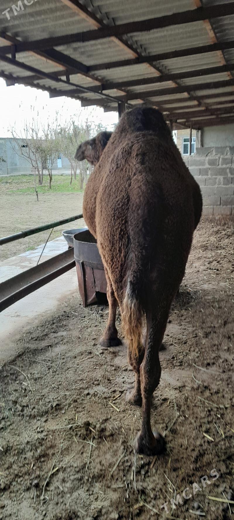 duye - Бахарден - img 2