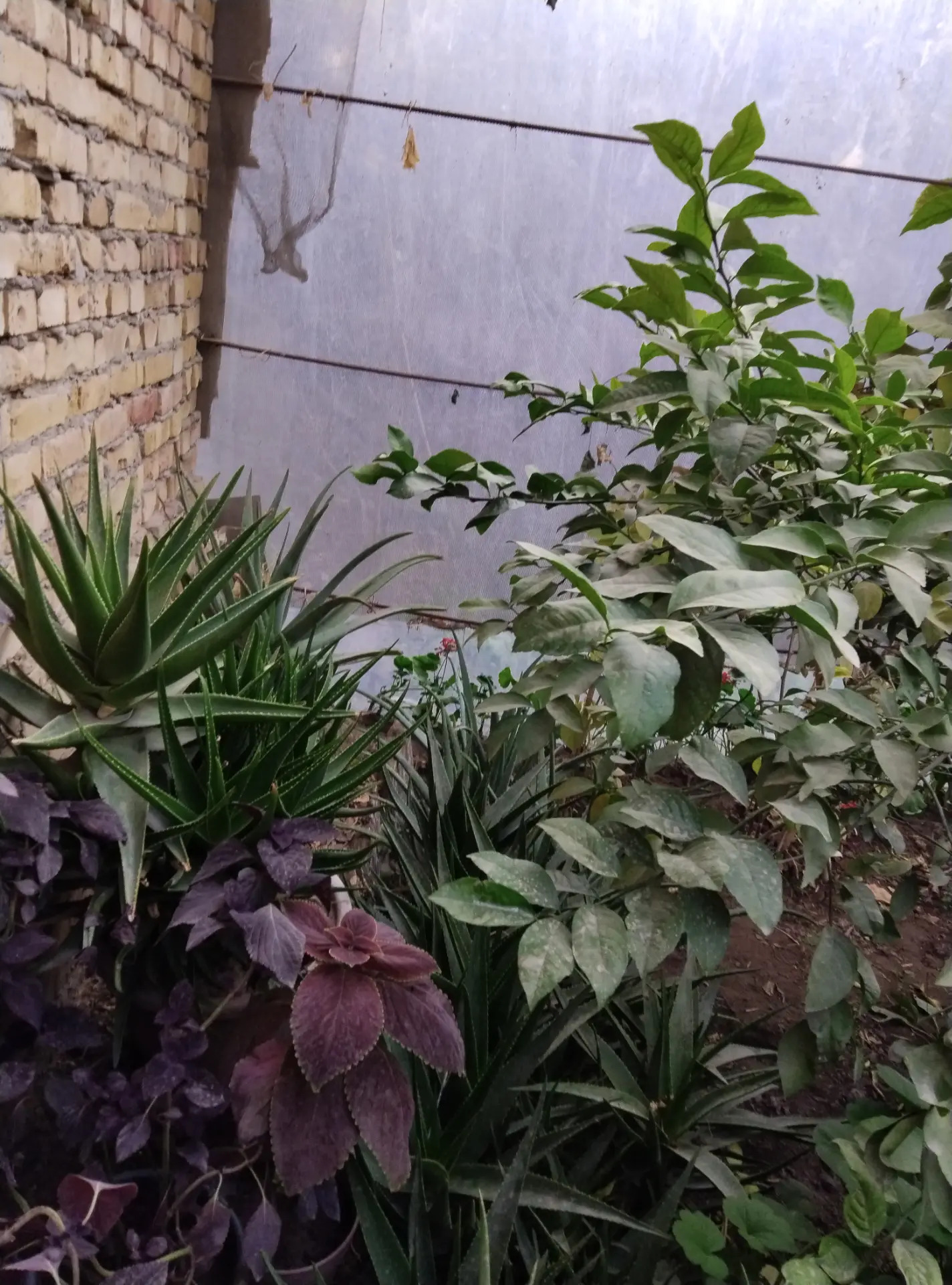 Цветы - Фарап - img 1