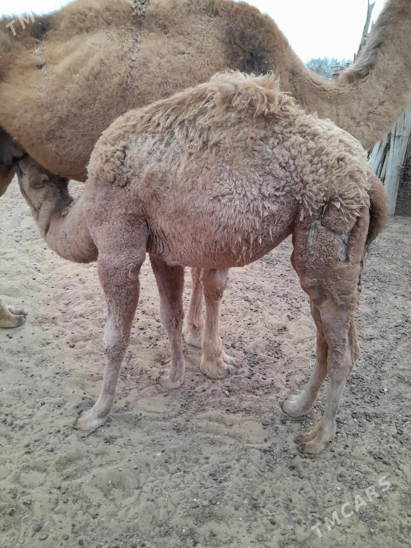 Köşekli duye - Jebel - img 1