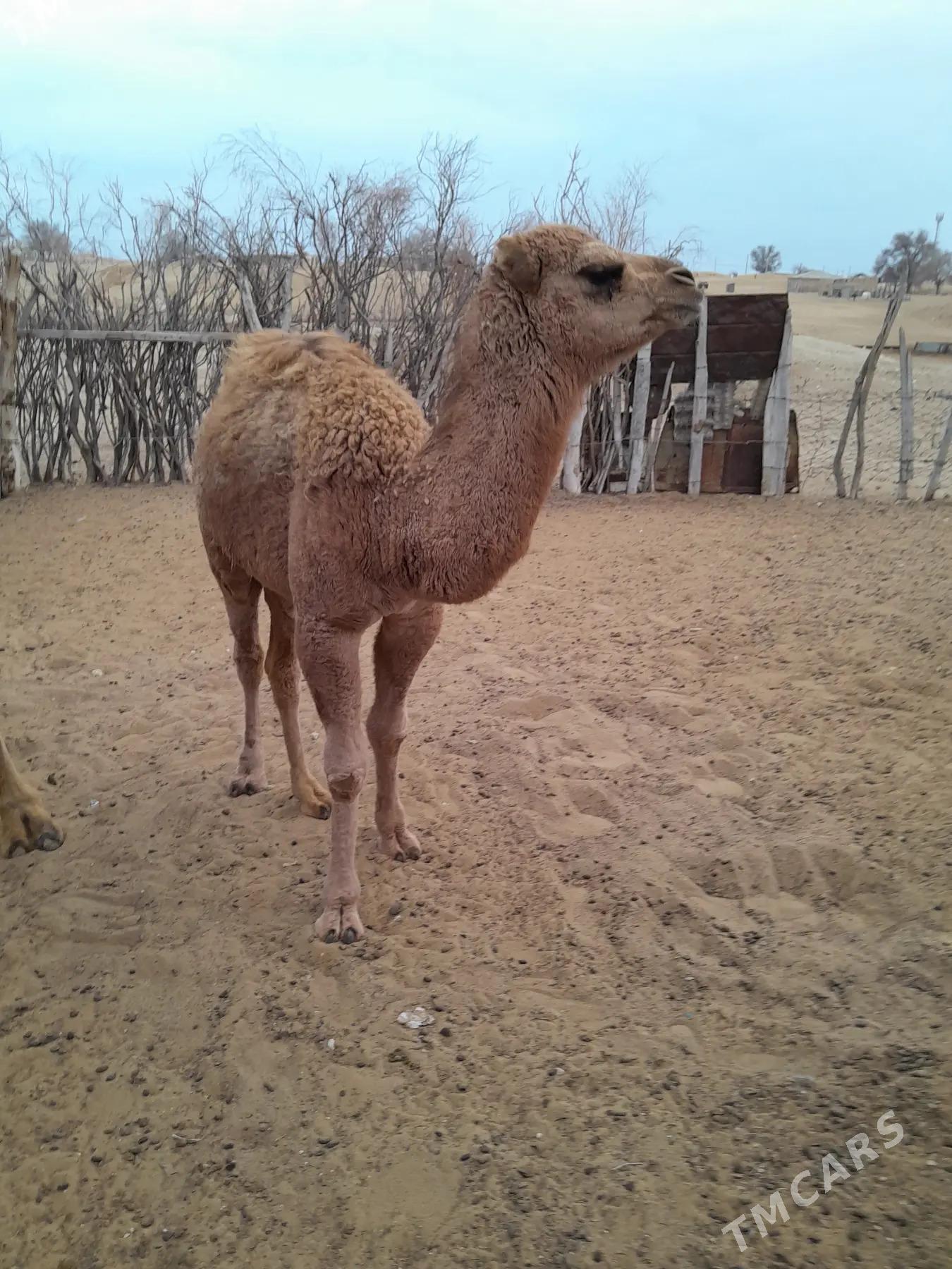 Köşekli duye - Jebel - img 3