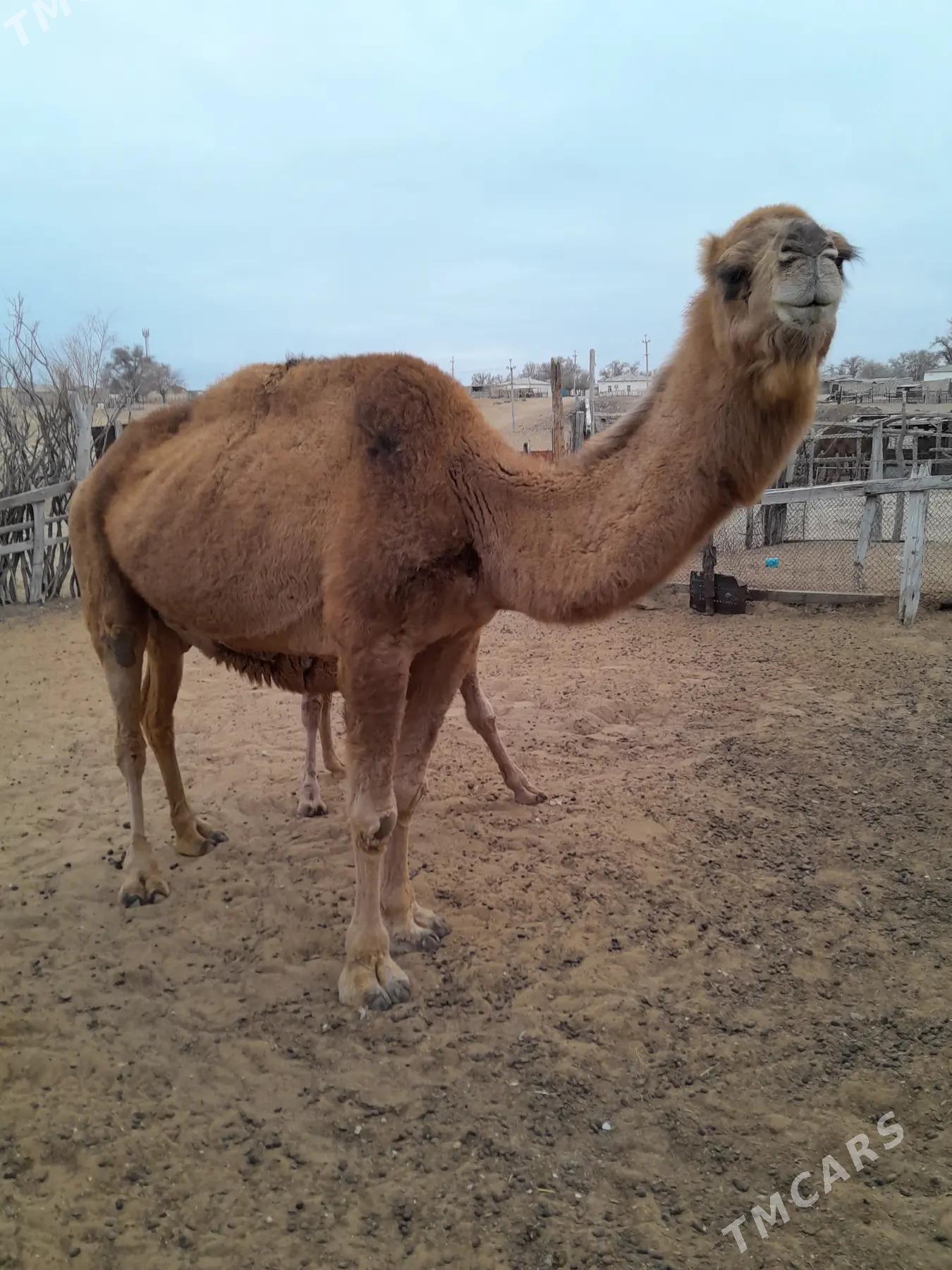 Köşekli duye - Jebel - img 2