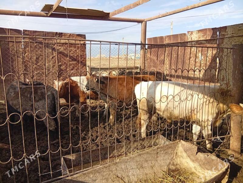 okuzler - Esenguly - img 6