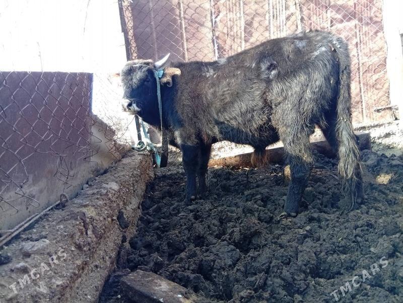 okuzler - Esenguly - img 2