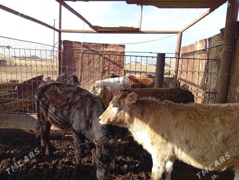 okuzler - Esenguly - img 5