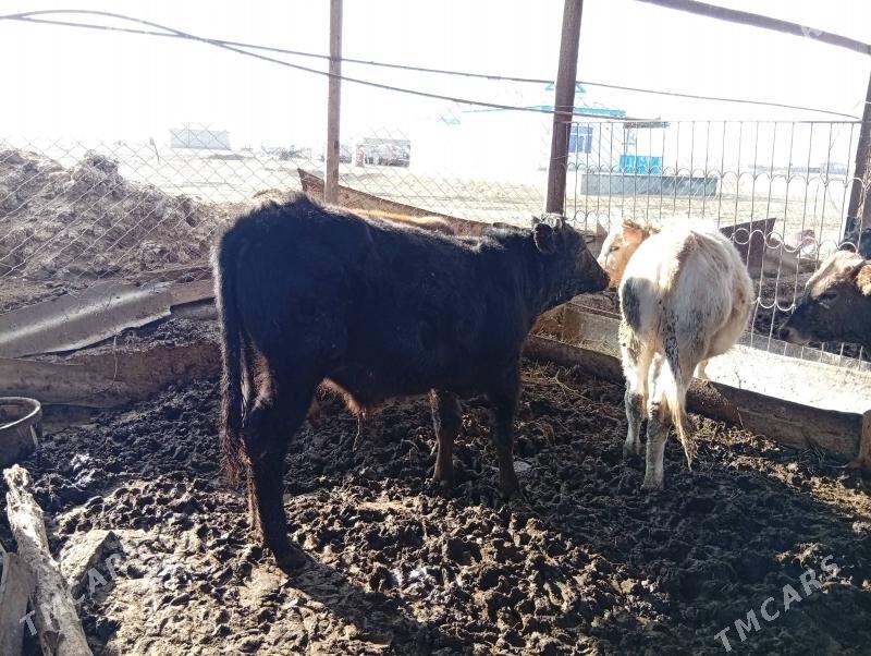 okuzler - Esenguly - img 4