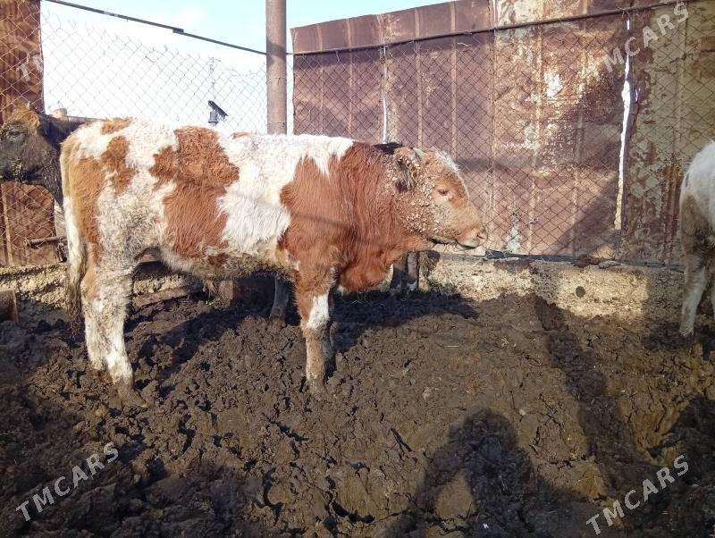 okuzler - Esenguly - img 3